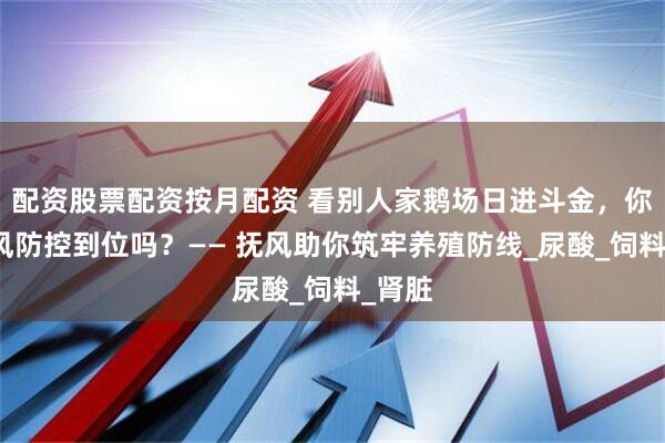 配资股票配资按月配资 看别人家鹅场日进斗金，你的痛风防控到位吗？—— 抚风助你筑牢养殖防线_尿酸_饲料_肾脏
